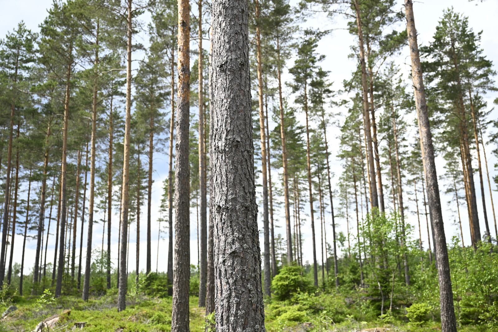 Stora Enso plans to sell Swedish forest