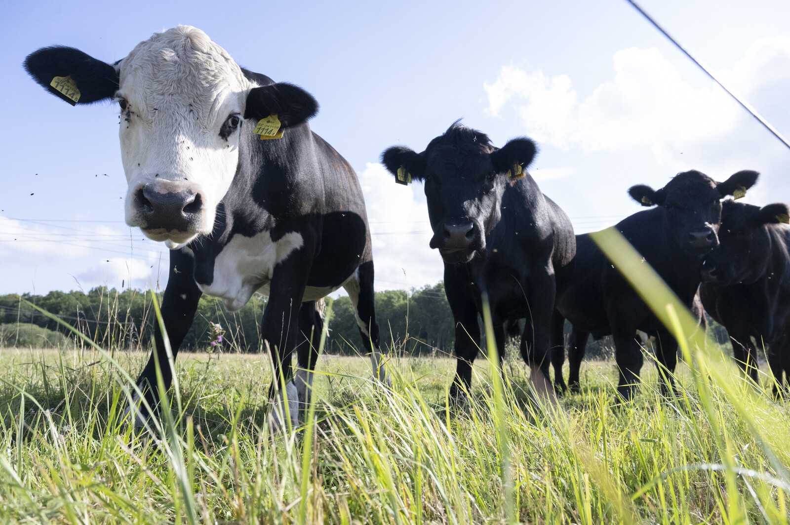 First cases of bluetongue virus in 15 years