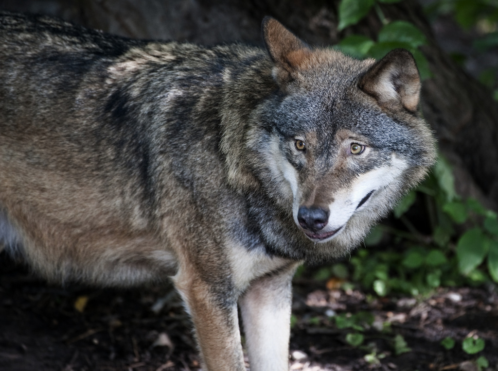 Protective hunting of wolf in Gävleborg