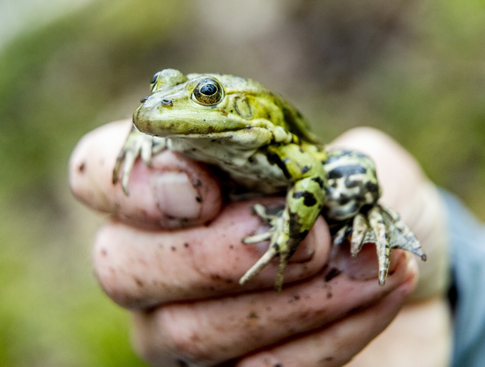 So you save frogs –