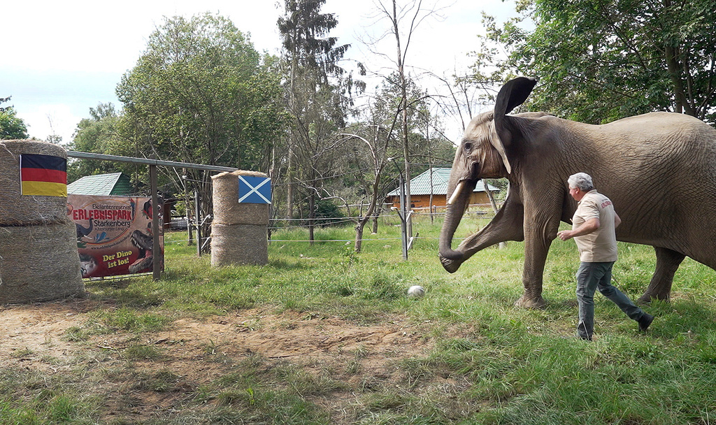 The Elephant's Prophecy: Germany Wins the European Championship Opener