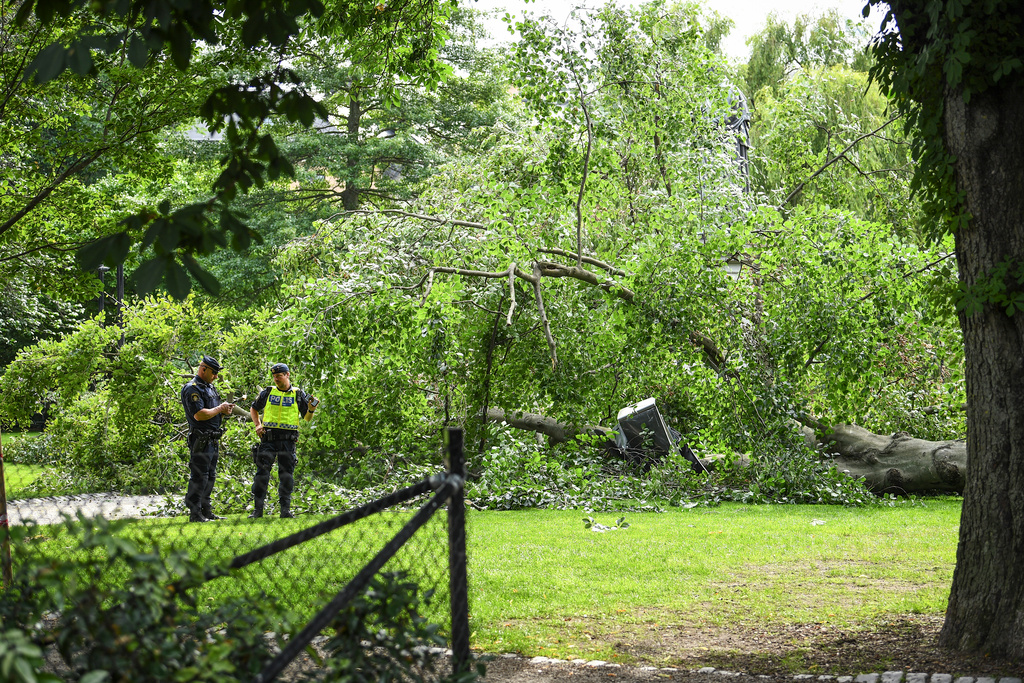 Three injured when tree fell in Stockholm city