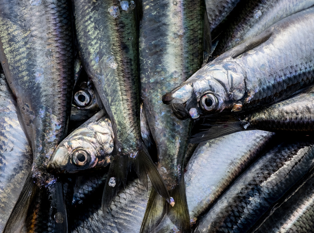 Herring are stressed to death during catch