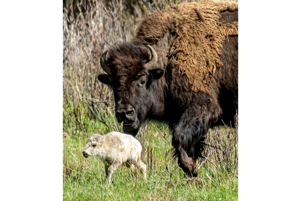 White Bison Calf "Both a Blessing and a Warning"