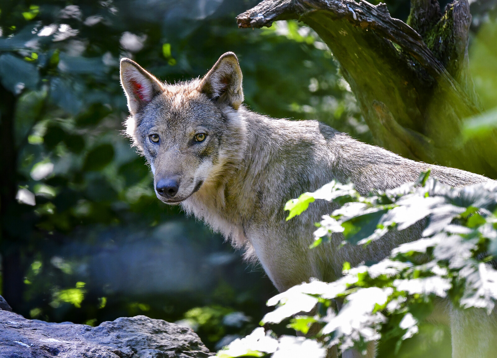 Protective hunting of wolf that killed pony