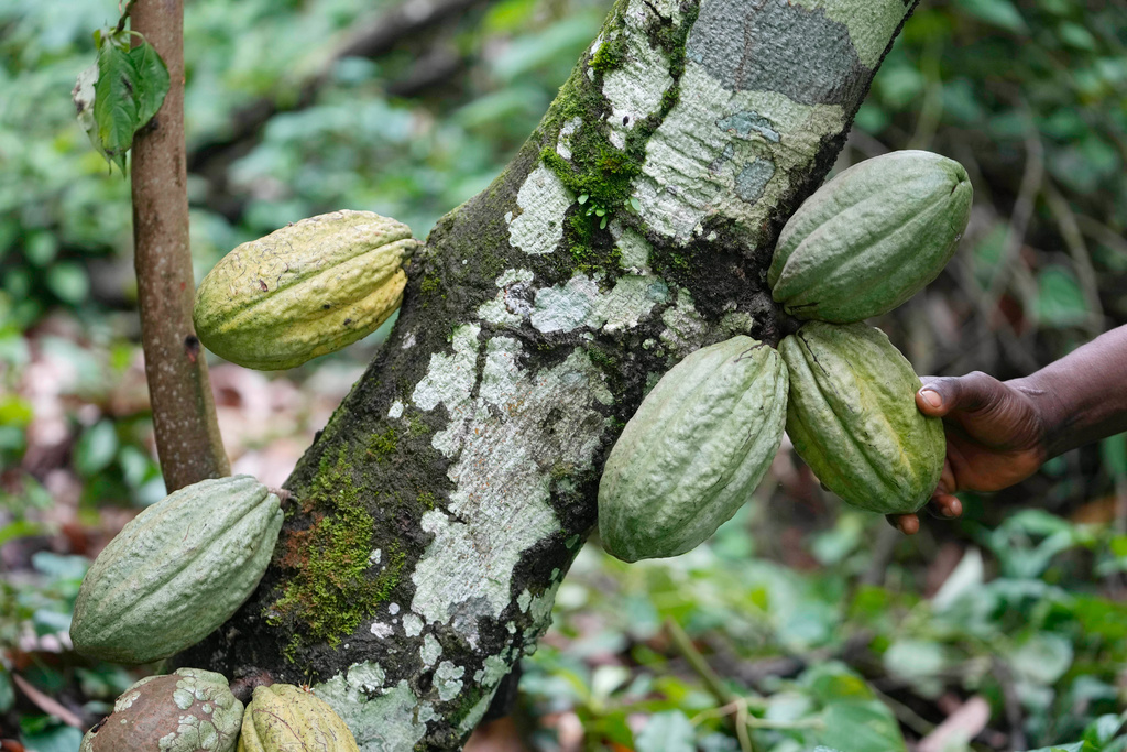 Cocoa farmers smuggle to make ends meet