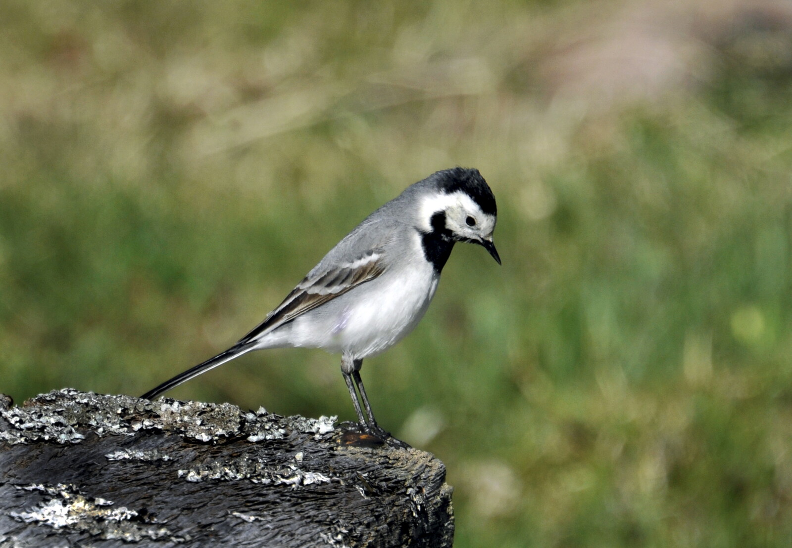 Migratory Birds May Stay Longer in Sweden