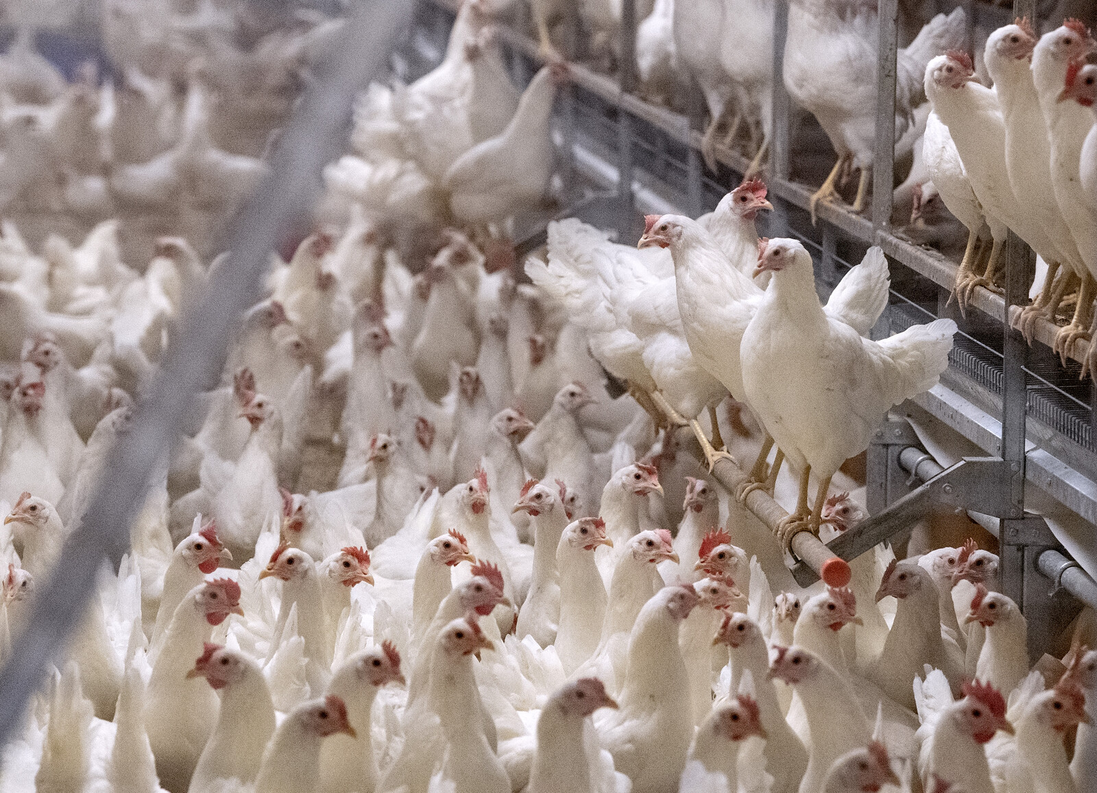 18,000 Laying Hens Infected –