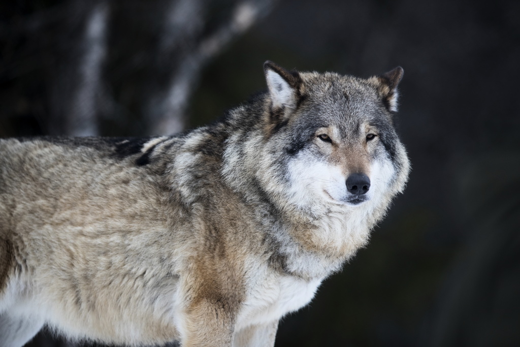 Protective hunting of wolf after attacks on sheep